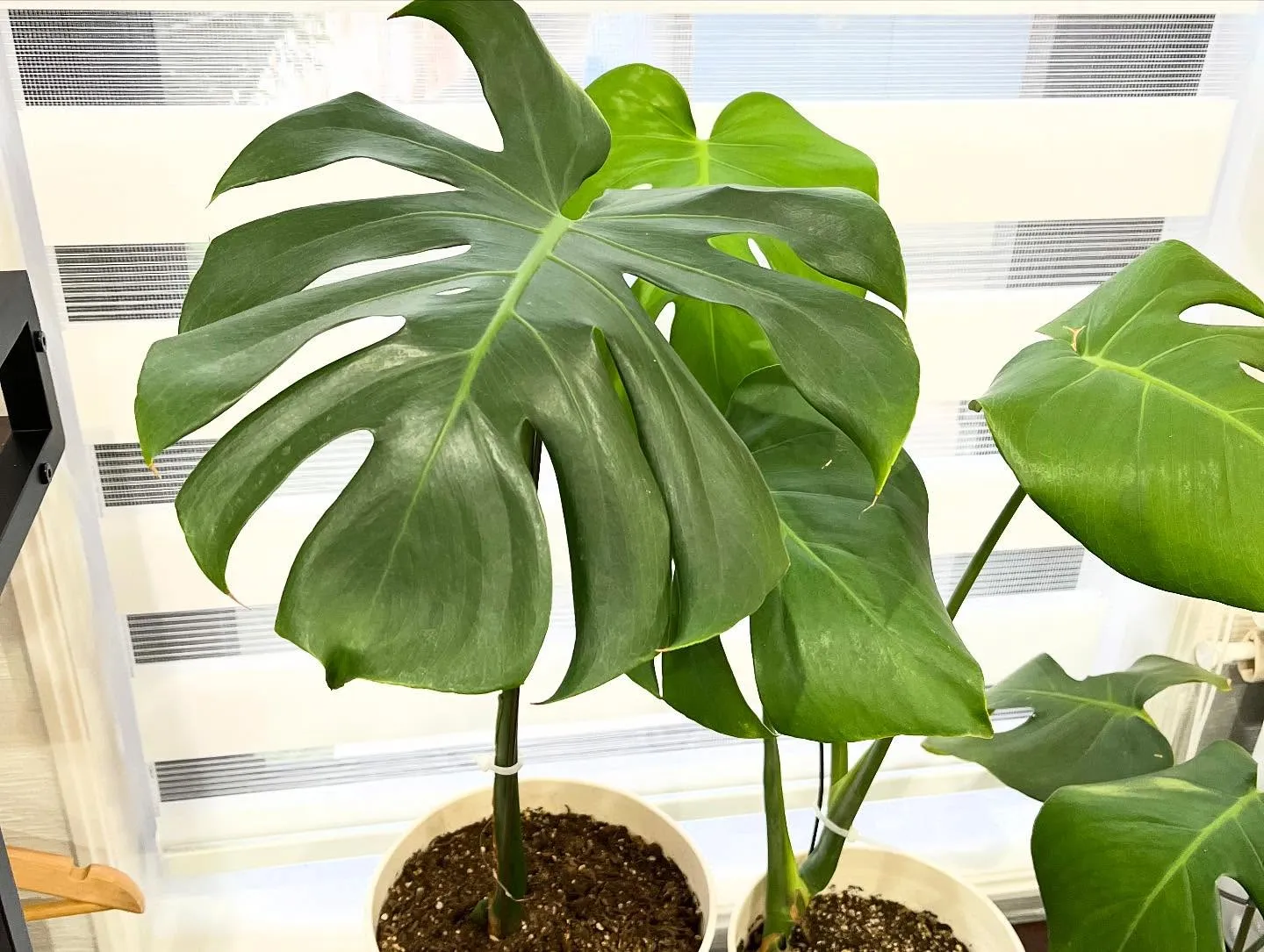 寝屋川あおば腰痛整体院が初めての方へ